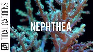 Neon Green Nephthya Leather Coral Propagation [upl. by Nnylrebma]