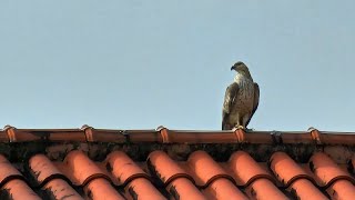 17 Feb 2024 Another Crested Honey Buzzard visits [upl. by Rebmat31]