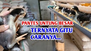 UNTUNG DOBEL Ternak Ayam Kampung Dengan Metode Pakan TerBaru [upl. by Gerard]