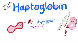 Haptoglobin  Hemolytic Anemia  RBCs  Hematology [upl. by Reinold973]