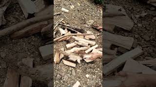 firewood  Drying wood under the sun  life in the farm [upl. by Forest]