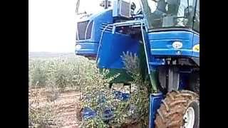 Arbequina olive Harvest [upl. by Vachell313]