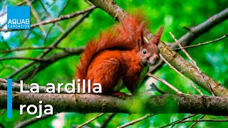 la Ardilla es un ROEDOR 🐿️  Curiosidades de la Ardilla para NIÑOS 😱 [upl. by Lirret537]