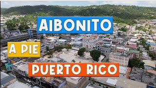 CALOR CAFE Y FLORES EN AIBONITO A Pie 4K [upl. by Ellenuahs425]