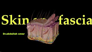 Skin amp fascia  general anatomy [upl. by Tristas]