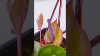 Anthurium Radicans x Luxurians  Plant Spotlight 1 [upl. by Colbye]