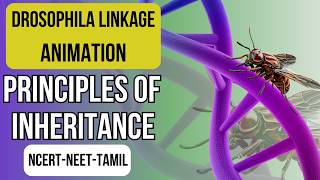 GENETIC LINKAGE ANIMATION  GENE MAPPING  PRINCIPLES OF INHERITANCE  NCERT XII  NEET BIOLOGY [upl. by Lowenstern]