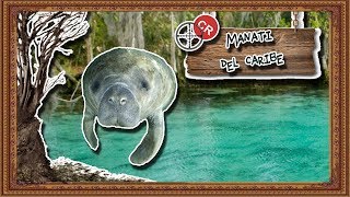 manatí caribeño La vaca marina Atlántica  documental de animales salvajes [upl. by Nicole352]