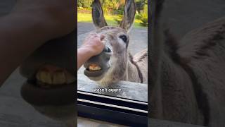 The donkey who begged for food at the window animals love shorts [upl. by Merras]