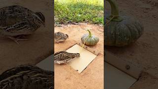 Amazing Unique Bird Trap  Quail Trap shorts [upl. by Akirdna]