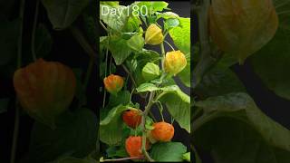 growing Physalis 🔥 Time Lapse [upl. by Aneleiram]