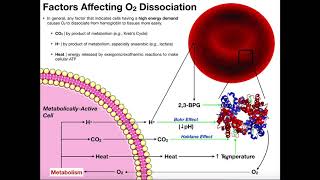 Mechanisms of Oxygen Dissociation from Hemoglobin [upl. by Aphrodite]