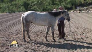 Interview with Pat Parelli Natural Horseman  Get Started Part 2 2 of 4 [upl. by Dane]