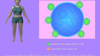 Craniosacral Rhythm Helps Cells Thrive by Tad Wanveer [upl. by Marcelia]