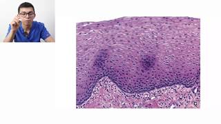 Histología  Clasificación de tejidos [upl. by Forras]