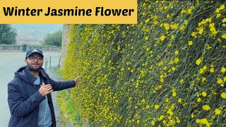 All about Jasminum nudiflorum or Winter Jasmine  How to take care of Jasminum nudiflorum [upl. by Nihhi]