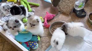 Tiny pom puppies California Pomeranian breeders [upl. by Retepnhoj]