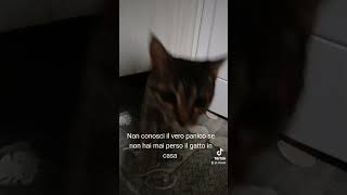 CIRCEPANICO IN CASAcat kittenslovers catshorts catlover kittencorner catslover funny pets [upl. by Revorg]