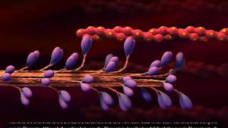 Muscle Contraction Process Molecular Mechanism 3D Animation YouTube [upl. by Satsoc]