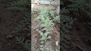 How to grow chana 2😍🌿🌱 indianfarmer gardening indiangardeners phoolpatte cementplanter shorts [upl. by Archibold]