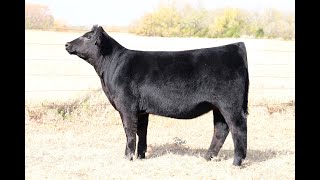 Lot 9 VanVorhis Show Cattle The Next Episode Sale 2024 [upl. by Yug]