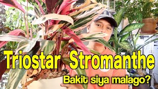 TRIOSTAR STROMANTHE PLANT CARE AND TIPSFILIPINO LIFE IN JAPAN [upl. by Sucramed]