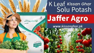 K Leaf Jaffer Agro Solu potash Foliar  Best Potash for foliar spray with sulphur  Kisan Ghar [upl. by Annaoj]