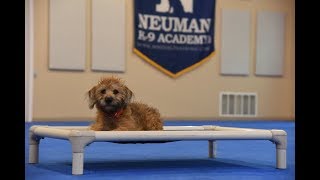 Indy Schnoodle Puppy Camp Dog Training Video Demonstration [upl. by Aro]