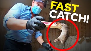 How to CATCH RATS FAST This old school trick WORKED Best rodent control [upl. by Nytsirc740]