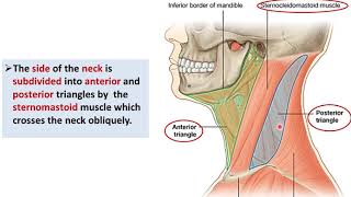 Overview of the Neck 1  Layers and Triangles  Dr Ahmed Farid [upl. by Ahselyt]