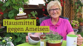 Hausmittel gegen Ameisen  Ameisen ohne Chemie vertreiben [upl. by Rickie]