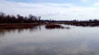 Post season duck watching for the Wetland Mariachi Band [upl. by Oiragelo]