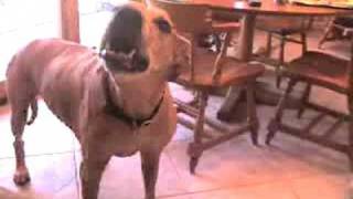 Rhodesian Ridgeback Baloo Howling [upl. by Langdon]