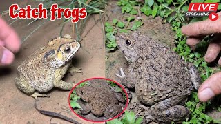 🐸Boing boing catching froggy funny  catch frogs make you laugh  catch frogs for fun part0006 [upl. by Susann]