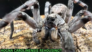 Hogna carolinensis REHOUSING [upl. by Basir595]