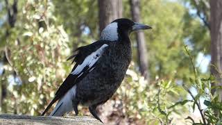 A closeup of a juvenile Australian magpie warbling while Torresian crows are calling [upl. by Aiduan]