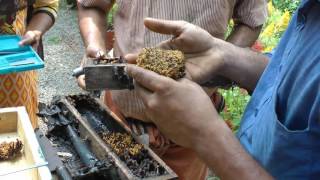 Heirloom Seed Gathering India 3  Stingless Bees Trip amp Some Rare Organic Vegetable Varieties [upl. by Ames]