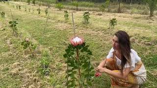 King Protea Harvest  Queensland [upl. by Jeremy700]