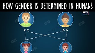 Sex determination in Humans Animation  Heredity  CBSE class 10th biology  ncert class 10 [upl. by Ahsiekram]