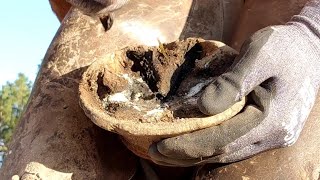 Trimming Long and Overgrown Hooves  Trimming Both front Hooves  What Farriers See  So Satisfying [upl. by Derry]