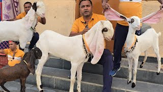 HYDERABADI GOATS BREEDLINE A1QUALITY gulabi Female 👌 IN HYDERABAD [upl. by Inga849]