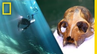 Underwater Lemur Graveyard Discovered  National Geographic [upl. by Aihsele]