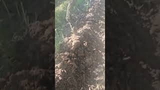 shortvideo Alternativa de manejo vitícola para el control de malezas en la línea de plantación 🍇 [upl. by Drofxer592]