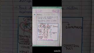 Excretion NotesLife Processes notes class10Biology notes class1010th Standard notesSciencenotes [upl. by Goldner825]