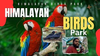 HIMALAYAN BIRDS 🦅 PARK SHIMLA  LADAKH BIRDS 🦢  PAHADI VILLAGE LIFE video birds viralvideo 🦚🦜 [upl. by Ardnalak]