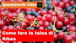 Come fare la talea di Ribes [upl. by Castorina]