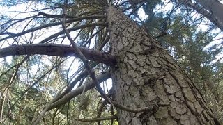 ►high tree climbing [upl. by Normand]