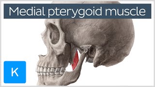 Medial Pterygoid Muscle Origin Insertion Function amp Nerve Supply  Anatomy  Kenhub [upl. by Hijoung]