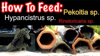 How To Feed Hypancistrus Plecos Pekoltia sp and Rineloricaria sp Properly for Long term Health [upl. by Rodmur7]