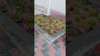 Watering plants asmr shortvideo [upl. by Esadnac935]